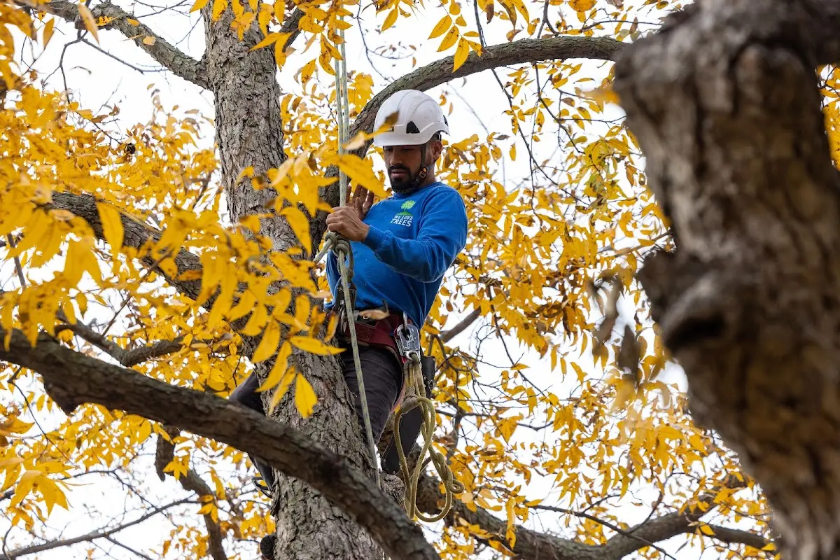 Skilled Tree Planing crew working in Butte